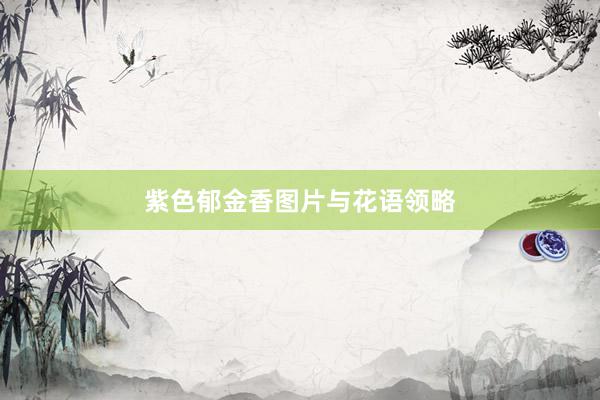 紫色郁金香图片与花语领略